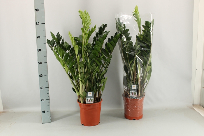<h4>ZAMIO ZAMIIFOLIA</h4>
