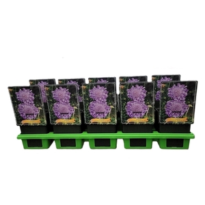 Scabiosa columb. 'Butterfly Blue'