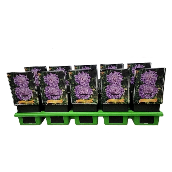 <h4>Scabiosa columb. 'Butterfly Blue'</h4>