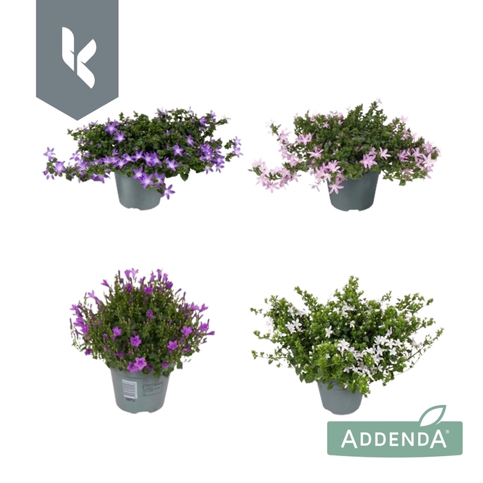 <h4>Campanula Addenda Mix in de tray ( minimaal 3 Kleuren )</h4>