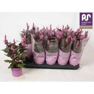 CELOSIA MERIDA PINK P12