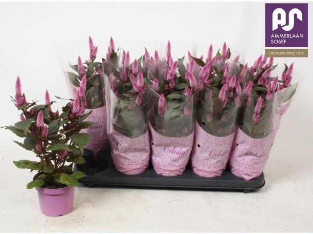 <h4>CELOSIA MERIDA PINK P12</h4>