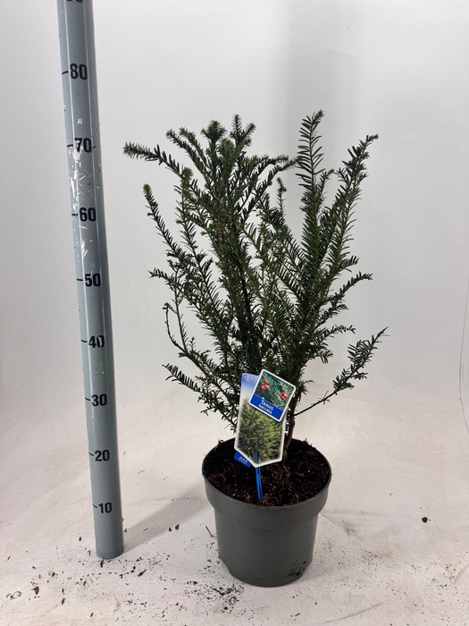 <h4>TAXUS BACCATA</h4>