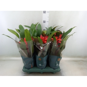 Guzmania  'Fiero Red'
