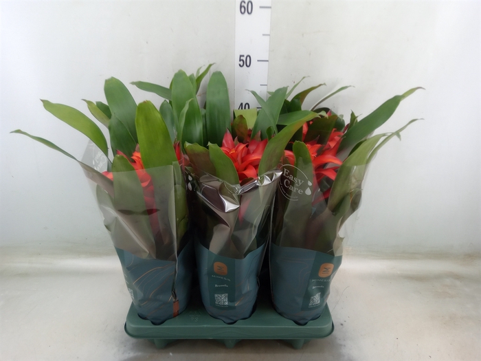 <h4>Guzmania  'Fiero Red'</h4>