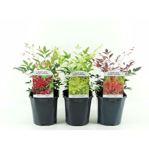 Nandina domestica