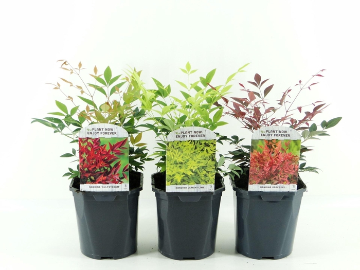 Nandina domestica