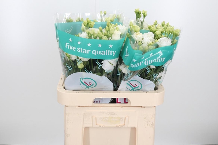 <h4>Eus G Alissa Pur Whi</h4>