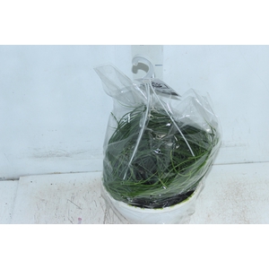 RHIPSALIS MACARRAO C21