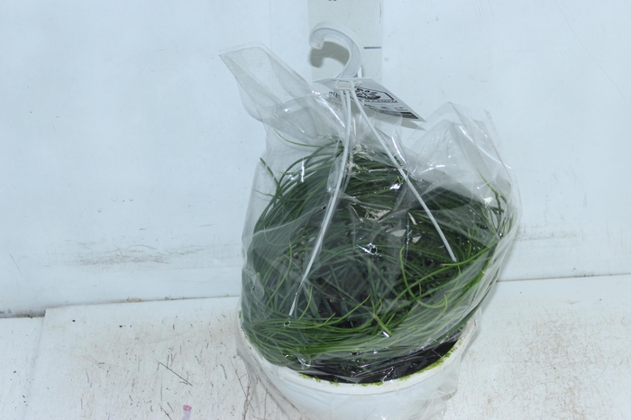<h4>RHIPSALIS MACARRAO C21</h4>