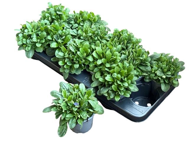 <h4>Myos Sylvatica</h4>