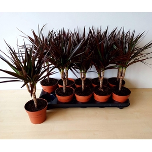 Dracaena marg. 'Magenta'