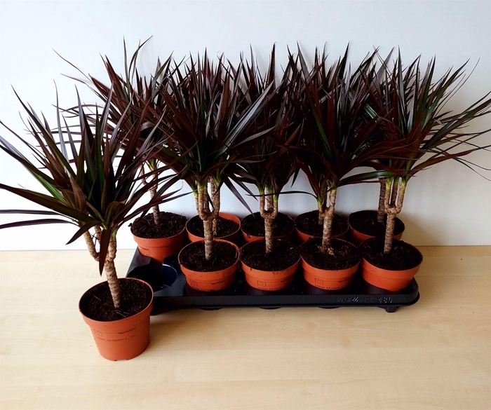 <h4>Dracaena marg. 'Magenta'</h4>
