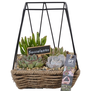 Arr.  Succulents L%