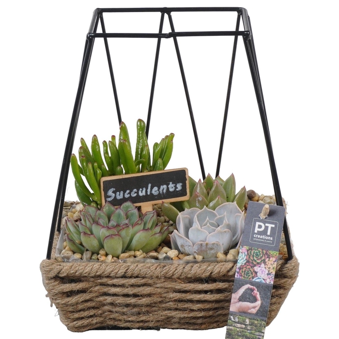 <h4>Arr.  Succulents L%</h4>