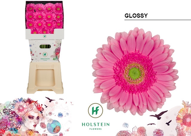 <h4>Gerbera Glossy Diamond</h4>