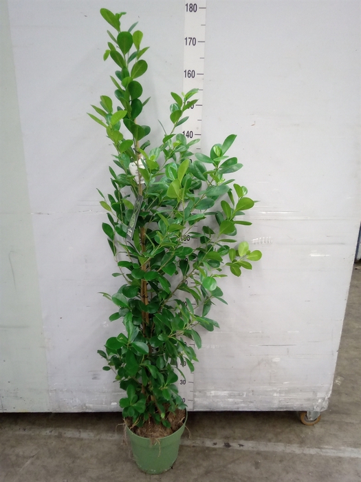 Ficus microcarpa 'Moclame'