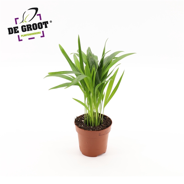 <h4>Areca dypsis</h4>