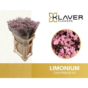LIMONIUM SAFORA OSHI PINK LIM SAF O