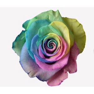 R GR TINTED RAINBOW PASTEL