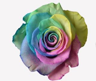 <h4>R GR TINTED RAINBOW PASTEL</h4>