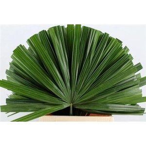 CHAMAEROPS SP BLAD