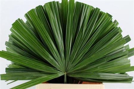 <h4>CHAMAEROPS SP BLAD</h4>