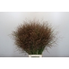 Panicum Warrior