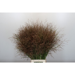 Panicum Warrior