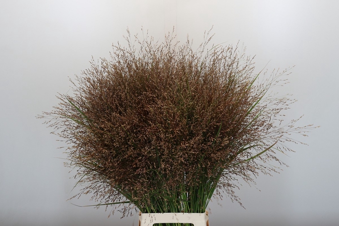 <h4>Panicum Warrior</h4>