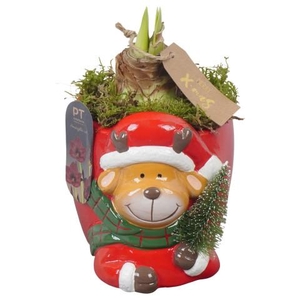 PTACH2529 Arrangementen Kerst