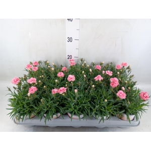 Dianthus  'Raspberry Eyes'