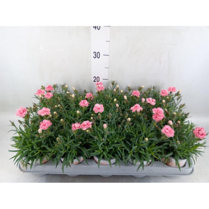 <h4>Dianthus  'Raspberry Eyes'</h4>