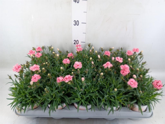 <h4>Dianthus  'Raspberry Eyes'</h4>