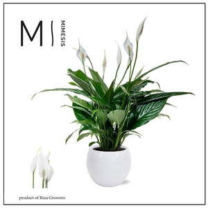 Mimesis Spathiphyllum Sweet Chico - 13 cm in Bolpot