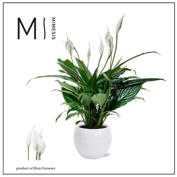 <h4>Mimesis Spathiphyllum Sweet Chico - 13 cm in Bolpot</h4>