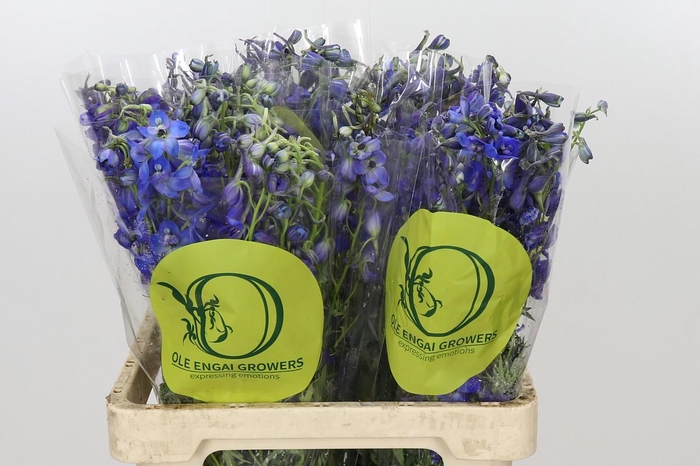 <h4>Delph En Belladonna Volkerfrieden Oriental Blue</h4>