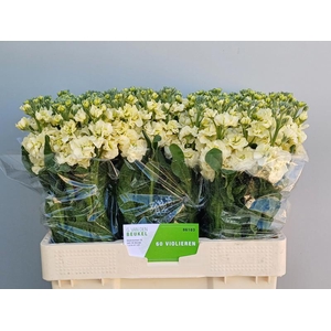 Matth Stox Yellow Beukel