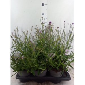 Verbena bonariensis