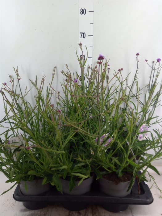 <h4>Verbena bonariensis</h4>