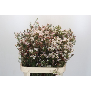 Chamelaucium Moonlight Delight
