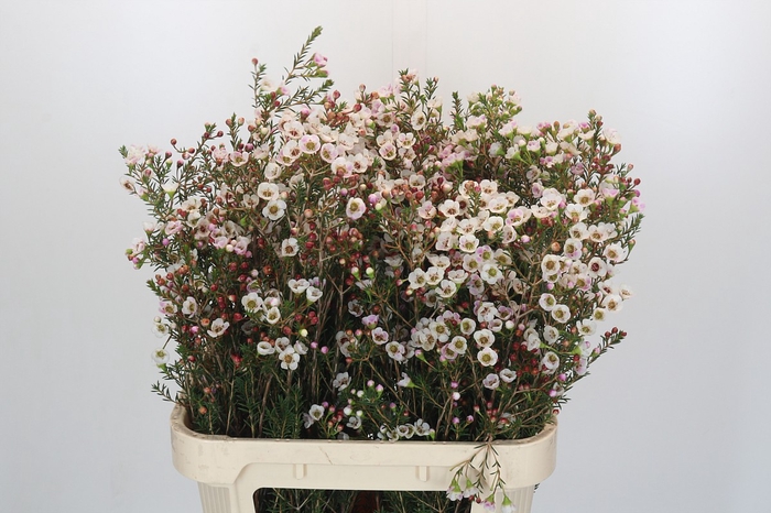 <h4>Chamelaucium Moonlight Delight</h4>