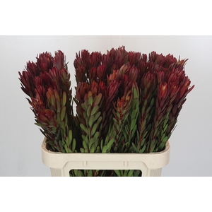 Leucadendron Safari Sunset