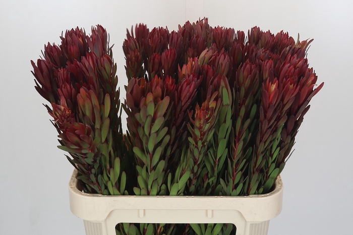 Leucadendron Safari Sunset