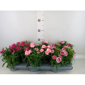 Dianthus  'Oscar'   ...mix