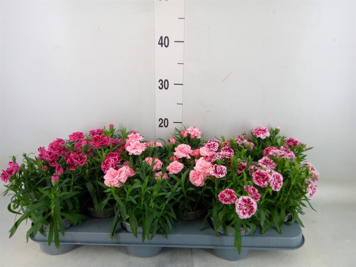 <h4>Dianthus  'Oscar'   ...mix</h4>