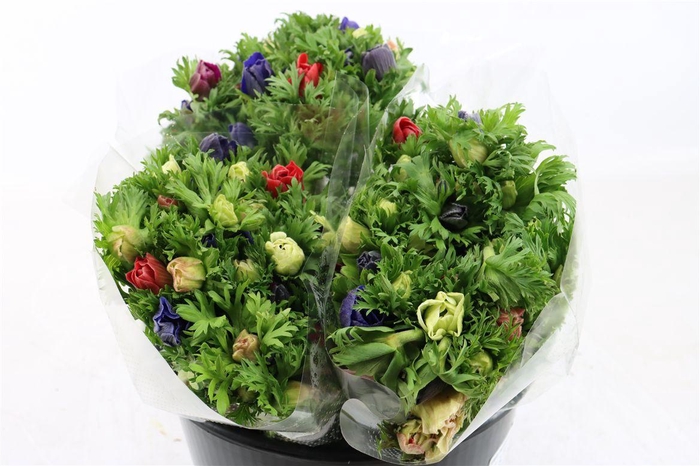 <h4>Anem Marianne Mixed</h4>