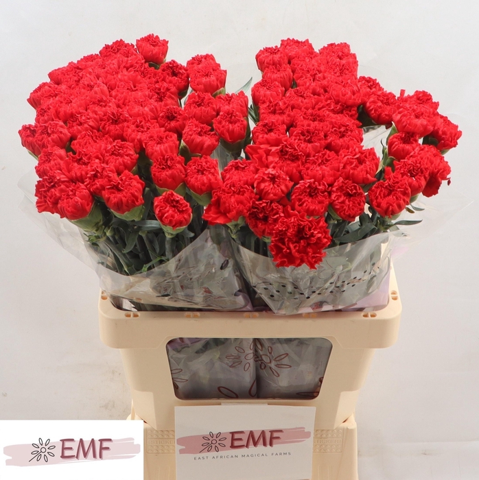 <h4>DI ST SPARTA+</h4>