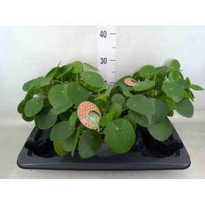 Pilea peperomoides