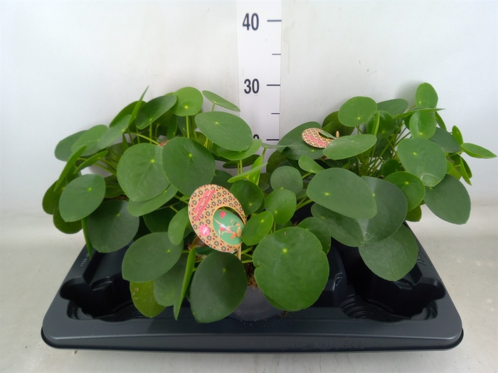 <h4>Pilea peperomoides</h4>